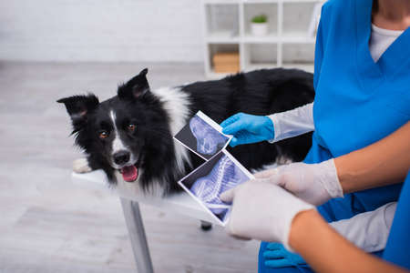 Cropped view of african american veterinarian pointing at ultrasound scan near colleague and border...