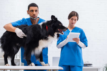 African american veterinarian examining border collie with stethoscope near blurred colleague using...