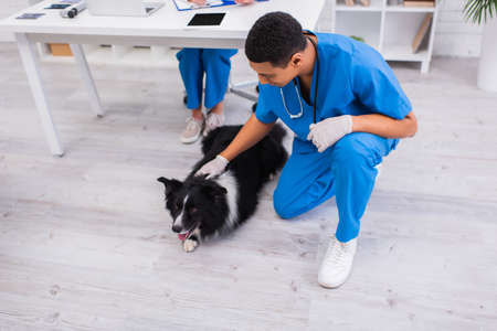 African american veterinarian petting border collie in clinicの写真素材