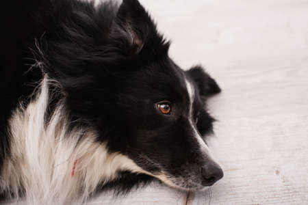 High angle view of border collie lying on blurred floor in vet clinicの写真素材