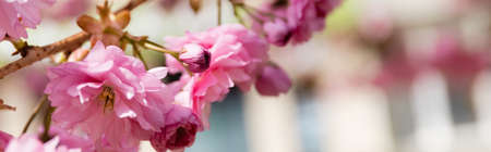 macro photo of blooming pink flowers on branch of cherry tree, banner