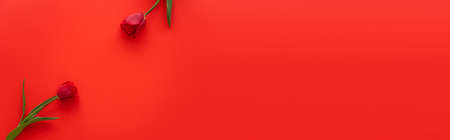 top view of fresh tulips with green leaves on red background with copy space, bannerの写真素材