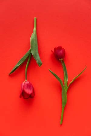 top view of two fresh tulips with green leaves on red background