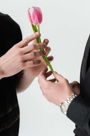 Cropped view of gay holding pink tulip with boyfriend isolated on grey