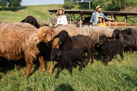 sheep flock grazing near blurred family on cattle farm