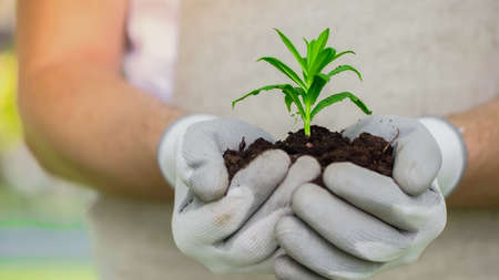 Cropped view of blurred gardener in gloves holding plant and soil outdoorsの写真素材