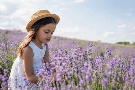 kid in straw hat and summer dress in meadow with blooming lavenderの写真素材