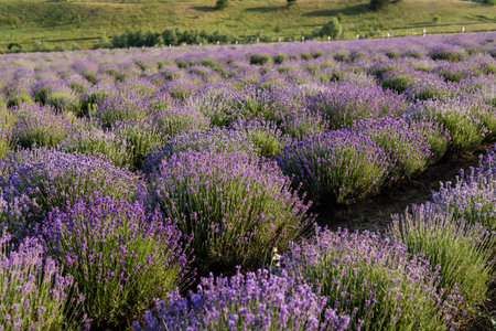 rows of lavender flowering in plant nurseryの写真素材