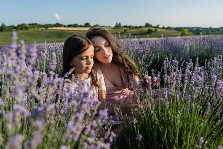 brunette woman and girl sitting in lavender field on summer dayの写真素材