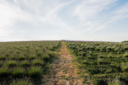 meadow with green plants under blue sky on summer dayの写真素材