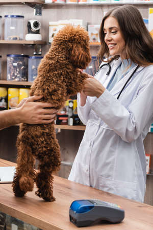 Smiling veterinarian holding poodle near man and payment terminal in pet shopの写真素材