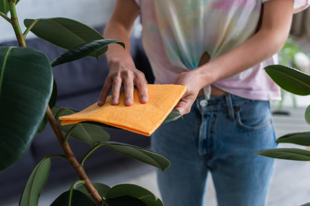 Cropped view of woman cleaning plant with rag at home