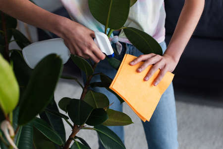 Cropped view of woman with detergent cleaning plant at home