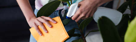Cropped view of woman with rag and detergent cleaning plant at home, bannerの写真素材