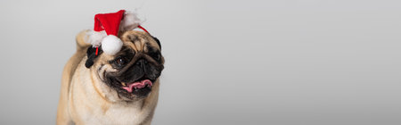 purebred pug dog in santa hat sticking out tongue isolated on grey, bannerの写真素材