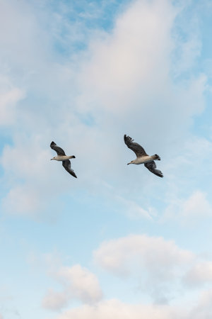 low angle view of seagulls flying against blue sky with clouds