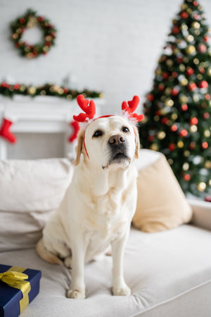 Labrador with christmas headband sitting near present on couchの写真素材