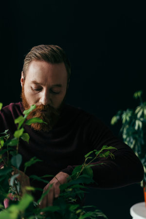 Bearded man in sweater looking at blurred green plant isolated on blackの写真素材