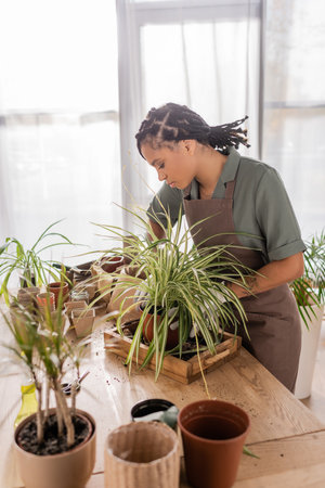 young and trendy african american florist near green plants and different flowerpots on table in flower shopの写真素材