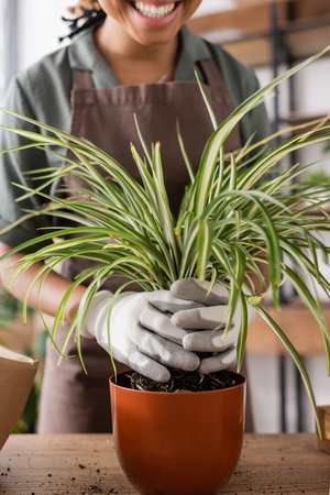 cropped view of happy african american florist in work gloves transplanting green plant into flowerpotの写真素材