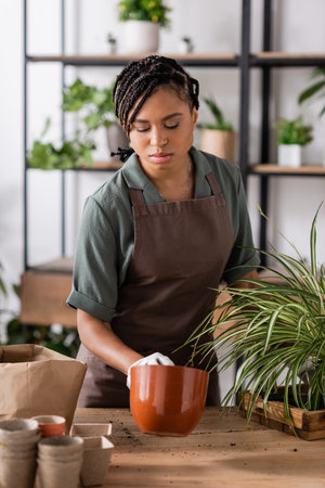 african american woman with trendy hairstyle holding flowerpot and plant with green leavesの写真素材