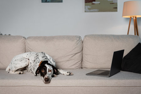 Dalmatian dog lying near laptop on couch at homeの写真素材