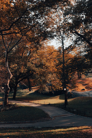 Central Park with walkways and autumn trees in New York Cityの写真素材