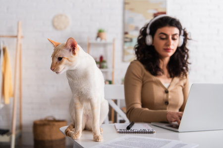 Oriental cat sitting near blurred freelancer using laptop at home