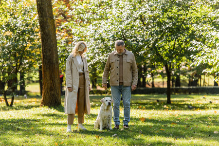 Middle aged couple looking at labrador sitting on lawn in park at daytimeの写真素材