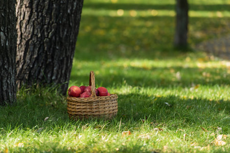 red fresh apples in wicket basket on green lawn near treesの写真素材