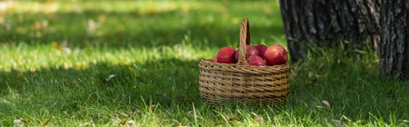 red fresh apples in wicket basket on green lawn with fresh grass, bannerの写真素材