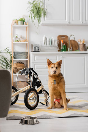 Handicapped dog looking at camera near wheelchair and bowl at homeの写真素材
