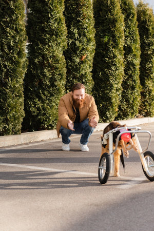 cheerful man outstretching hands looking at disabled dog on wheelchair walking outdoorsの写真素材
