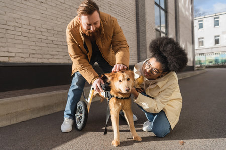Multiethnic couple adjusting wheelchair on disabled dog on urban street
