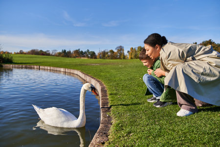 landscape, autumn, african american woman and boy looking at lake with white swan, childhood, natureの写真素材