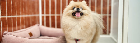playful pomeranian spitz sticking out tongue in comfortable dog kennel near soft dog bed , bannerの写真素材