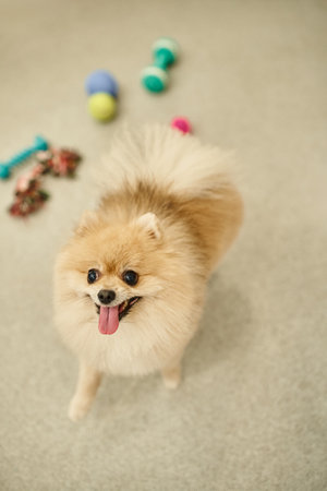delightful pomeranian spitz looking at camera near blurred toys in pet hotel, doggy playtime
