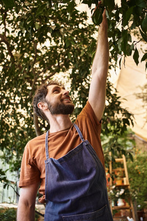 good looking and cheerful gardener in denim apron examining fresh leaves of plants in greenhouse