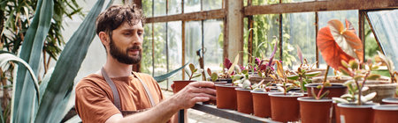 handsome and bearded gardener in linen apron looking at green plants on rack in greenhouse, bannerの写真素材