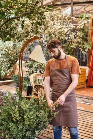 professional gardener in linen apron cutting branch on bush with gardening scissors in greenhouseの写真素材