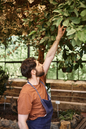 good looking and bearded gardener in denim apron examining fresh leaves of plants in greenhouseの写真素材