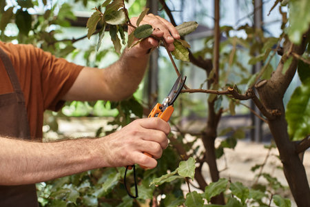cropped view of gardener in linen apron cutting branches of plants with secateurs in greenhouse
