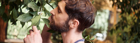good looking bearded gardener in denim apron examining fresh leaves of plants in greenhouse, bannerの写真素材