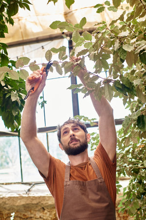 bearded gardener in linen apron cutting branches of plants with gardening scissors in greenhouseの写真素材