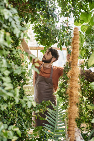 handsome and bearded gardener in linen apron smiling while working in greenhouse, horticultureの写真素材