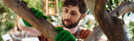 handsome bearded gardener in gloves examining tree in modern greenhouse, horticulture bannerの写真素材