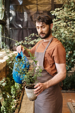 good looking and bearded gardener in denim apron watering plants in greenhouse, horticulture conceptの写真素材