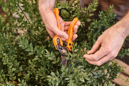 cropped gardener in linen apron cutting branch on bush with gardening scissors in greenhouse