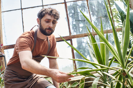 handsome and bearded gardener in apron checking leaves of plant in greenhouse, green thumbの写真素材