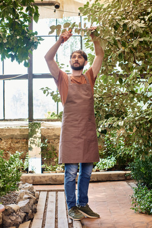 bearded gardener in linen apron cutting branches on tree with gardening scissors in greenhouseの写真素材